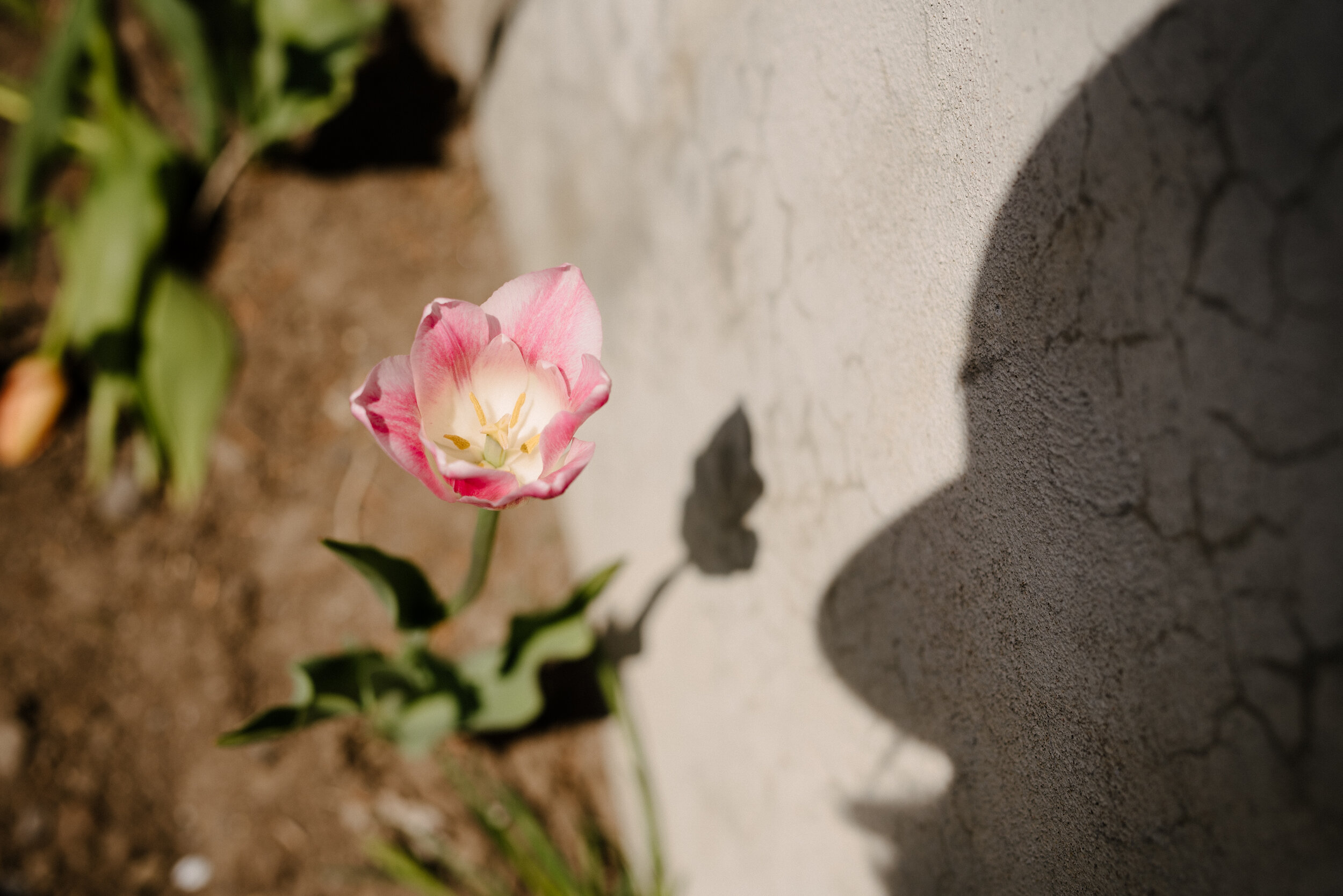 20200519_photo-un-fils-et-sa-mere-admirent-les-tulipes-du-jardin-botanique-photographe-lifestyle-documentaire-de-famille-a-montreal-009.jpg