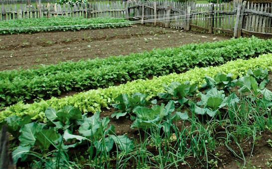 A Veritable Vegetable Garden