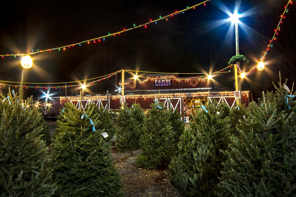 winter-season-christmas-trees-reston-farm-market-va (10).jpg
