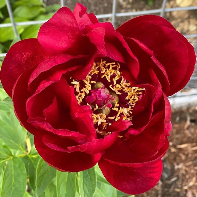 Hello Fire Belle! A treat to come home to on this beautiful day. 
#peonies