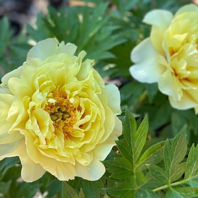 A walk through our peonies before this Vermont heatwave takes it&rsquo;s toll... Bartzella, Princess Margaret, Henry Bockstoce, and Sarah Bernhardt. 
Each one steals my heart💓
#summersolstice #peonyseason #forresterfarmstowe