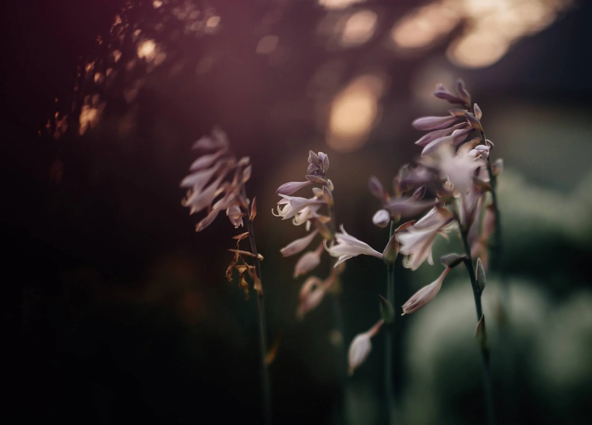 By Jessica Rainey