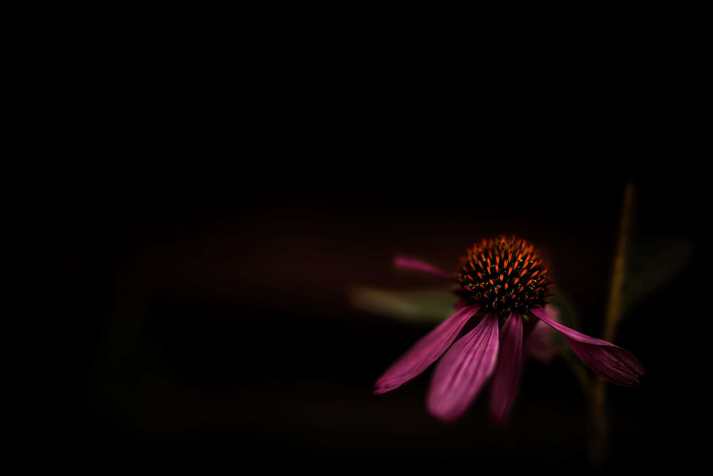 MelissaR1.jpg