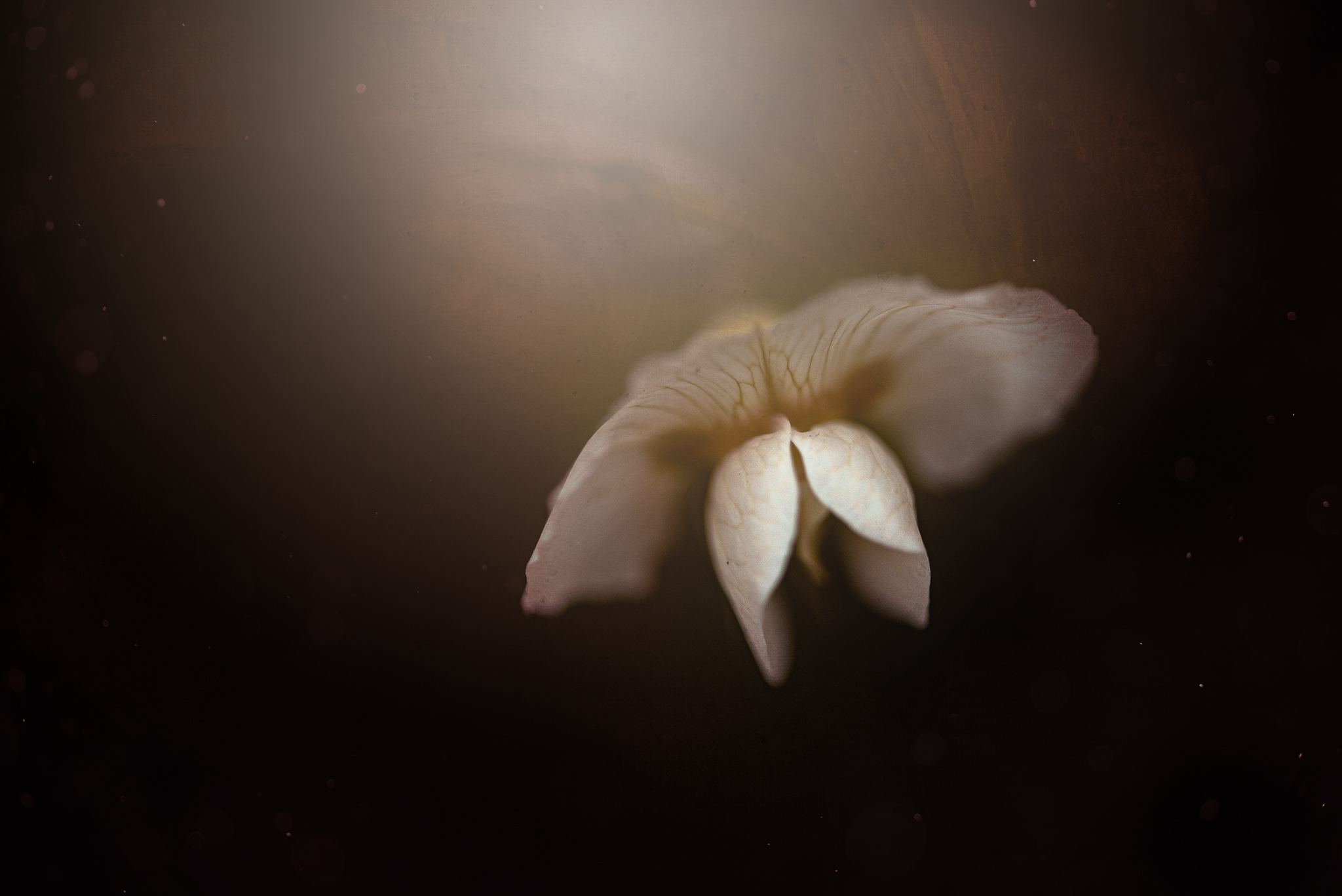 garden flower edit.jpg