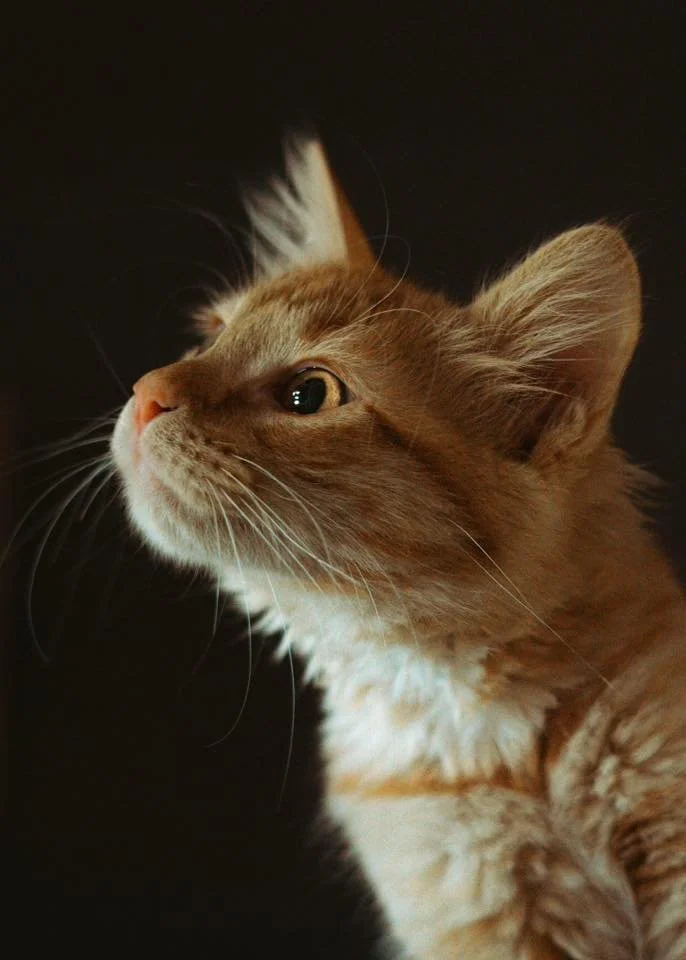 Unraveled Artist Feature | December 24th, 2025