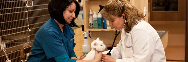 Examining a new kitty.