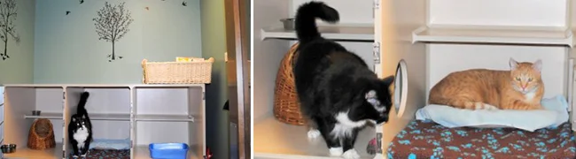 Our hospital cat, Bubba, in his kitty condo with his friend Mojo