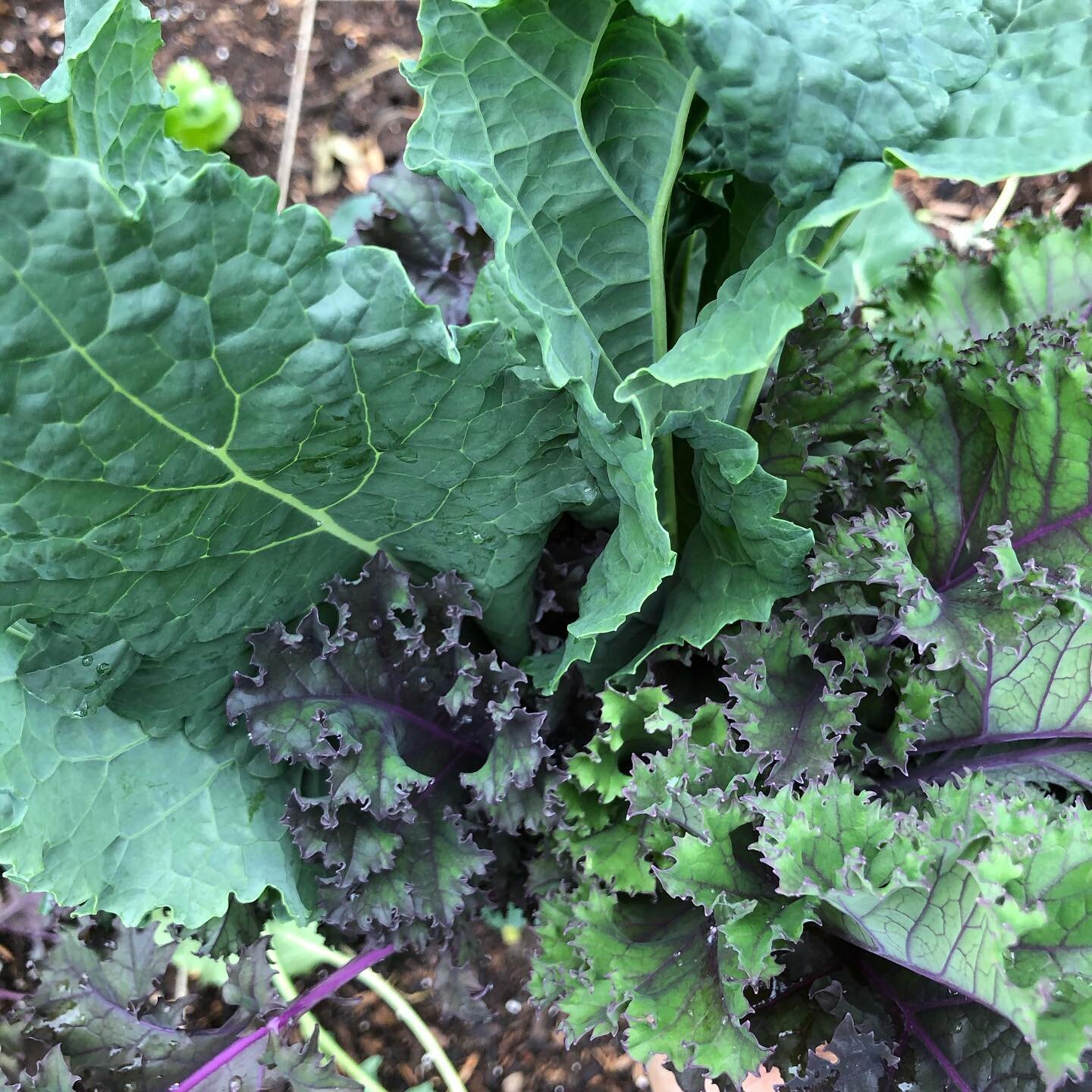 My first harvest.  Kale 🥬 we shall see how it tastes. Yum kale chips anyone? #coloradogardener #coloradogardener #coloradoveggiegardens