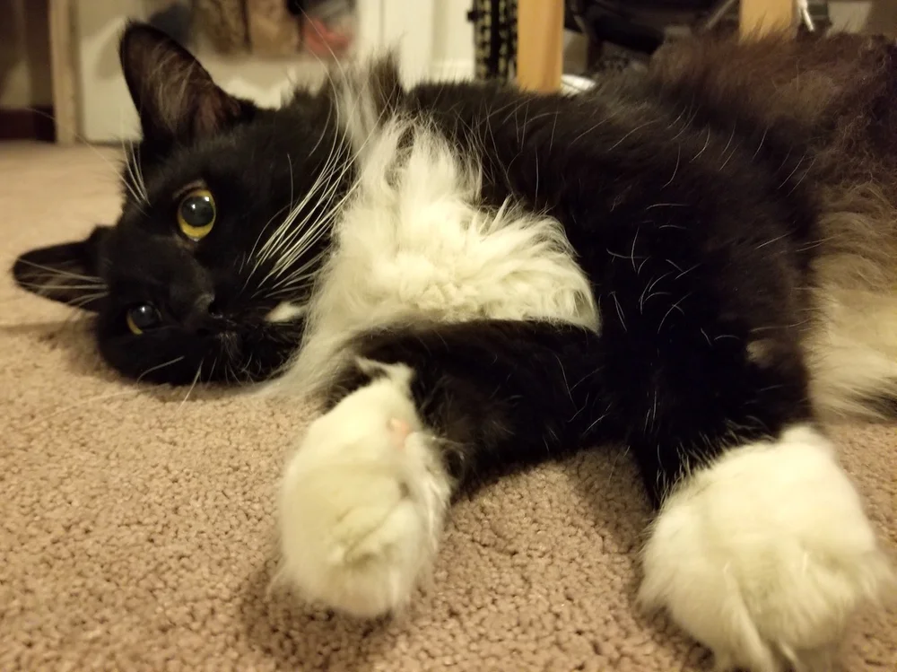 2017-08-15 20.18.05.jpeg