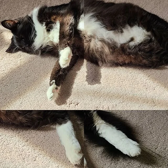 Stretched out cat too big for IG square. Behold the wooly giant quartered cat 😅