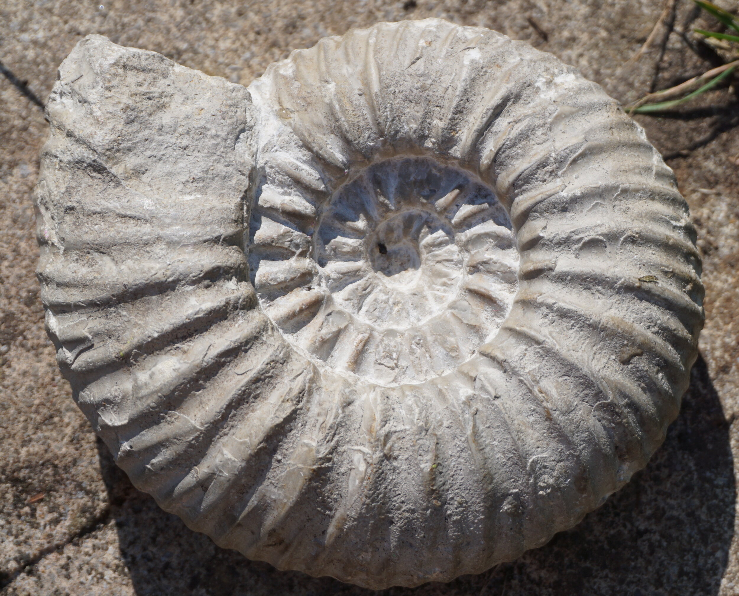 GeoBus @ Home: Fossils Part 3 — GeoBus | Free STEM workshops for schools