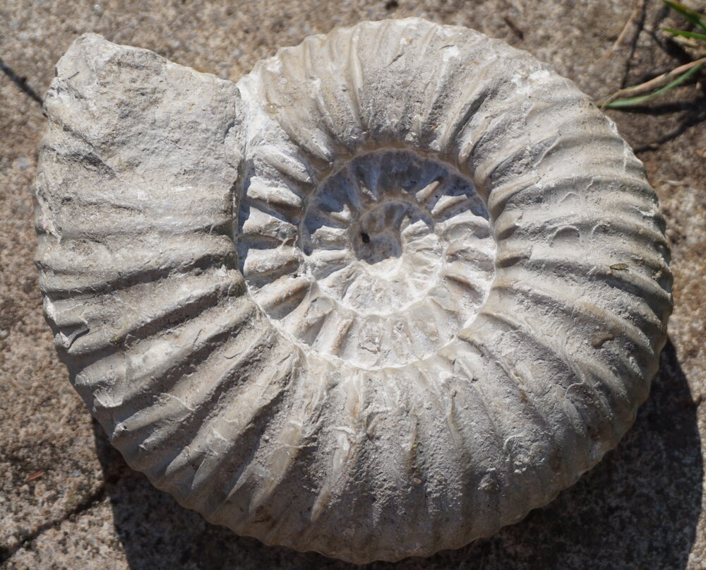 Primary Fossils Page — GeoBus | Free STEM workshops for schools