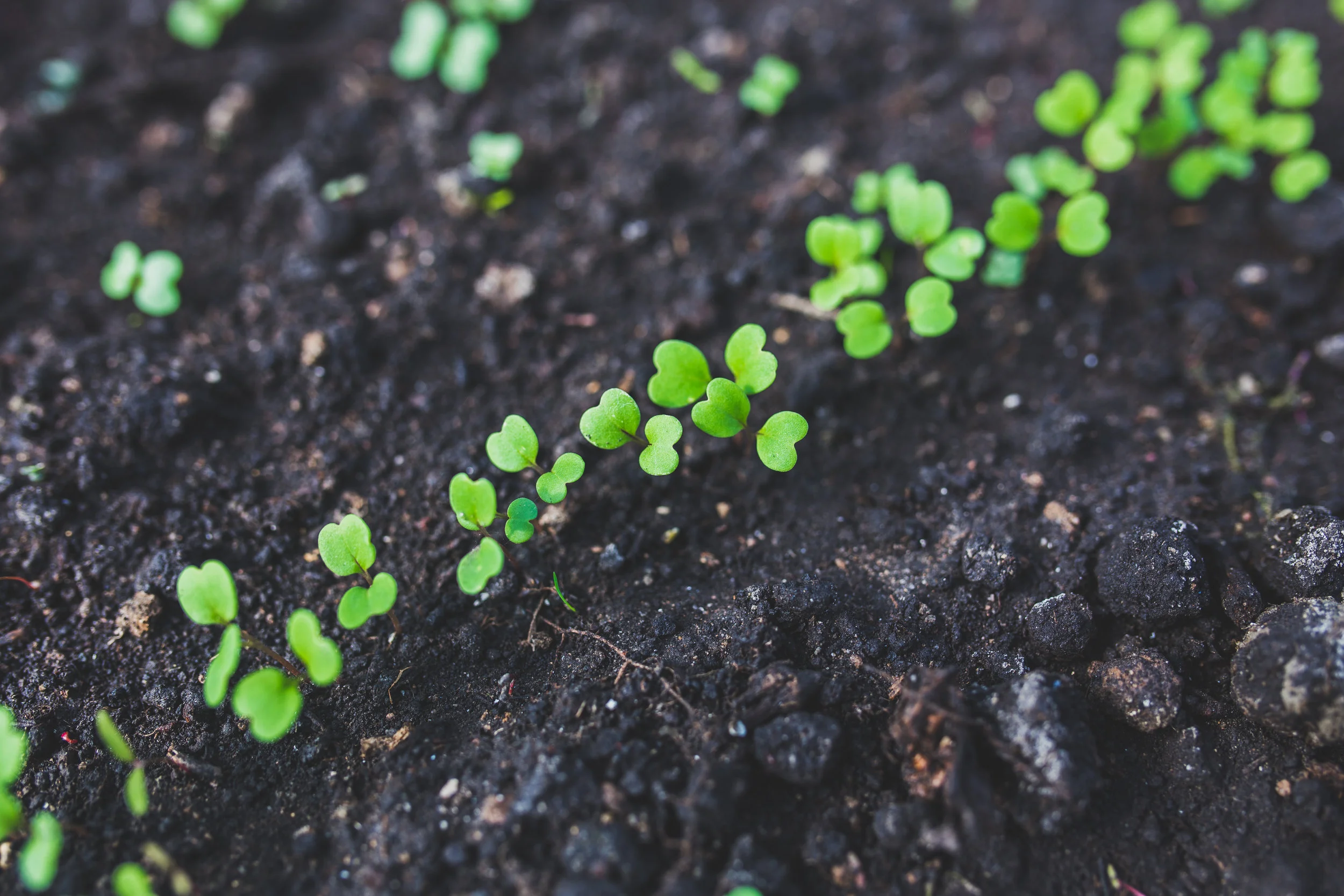THE ROLE OF THE MICROBIOME