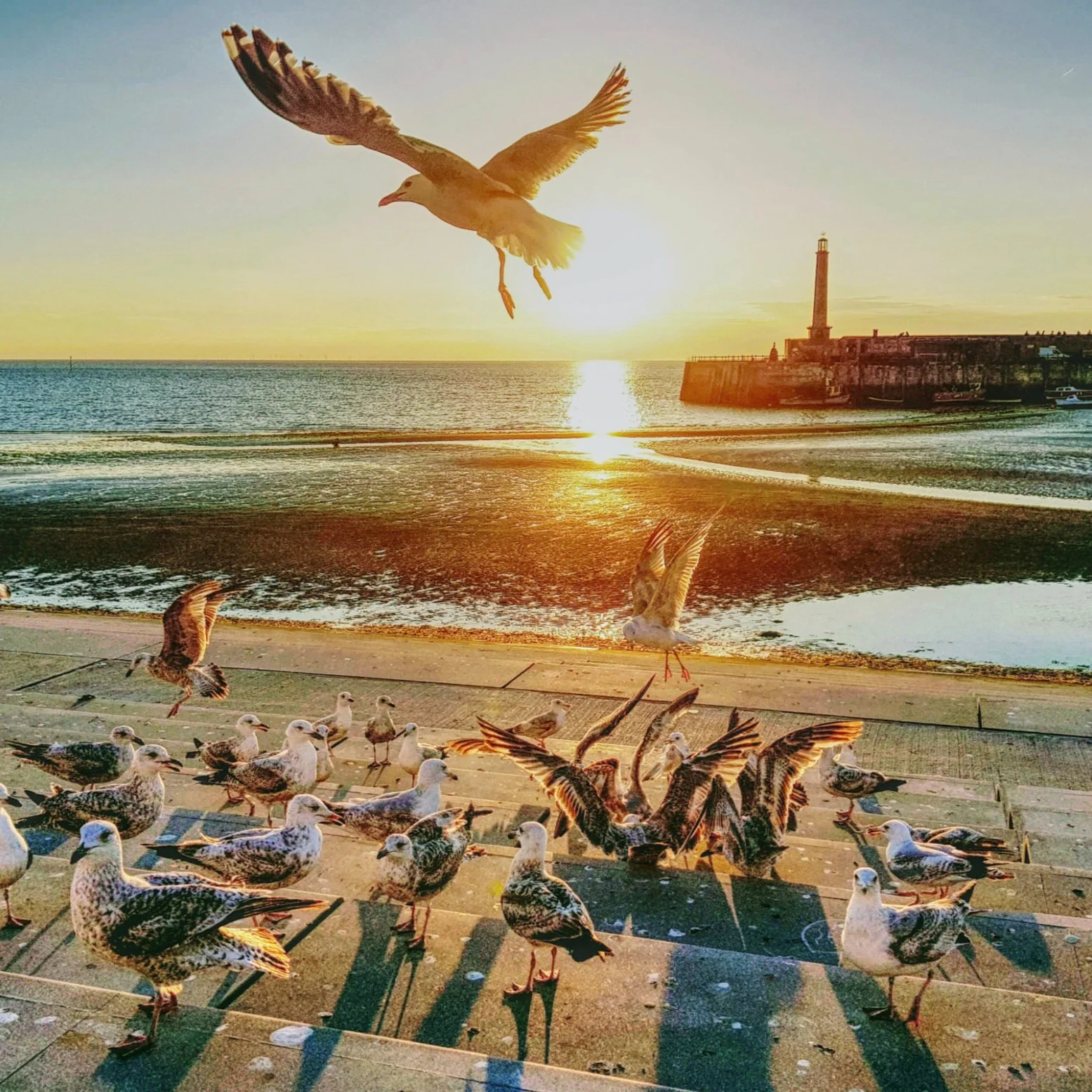 Margulls A3