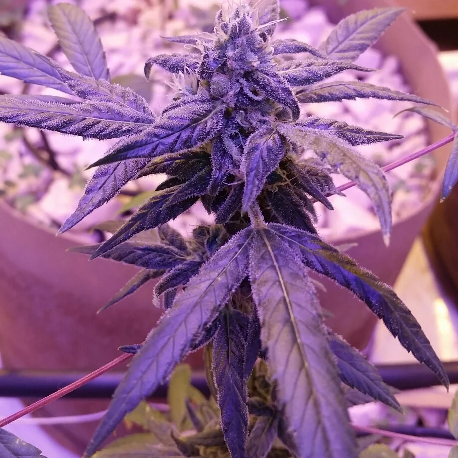 Violet Gro Gallery 11.jpg