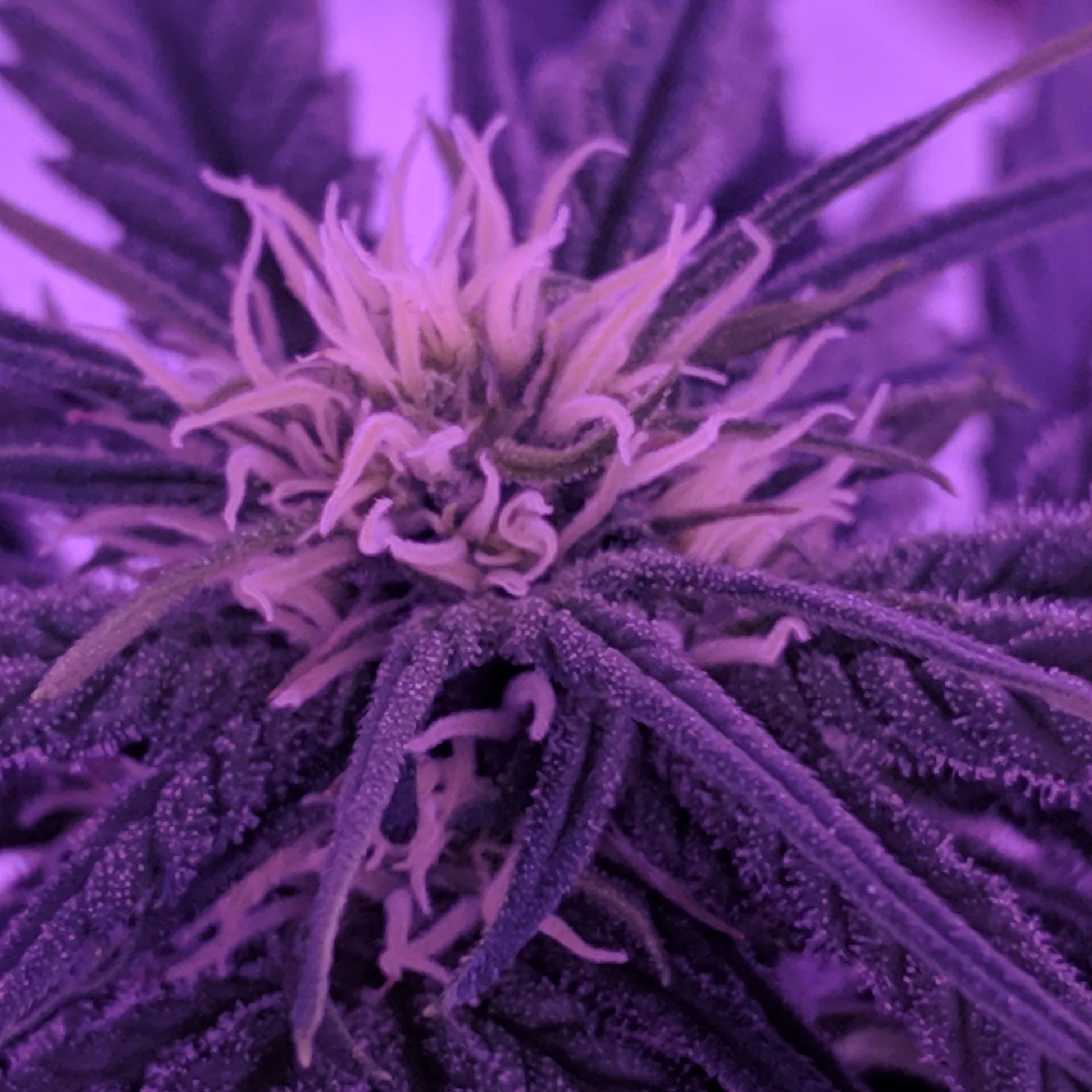 Violet Gro Gallery 18.jpg