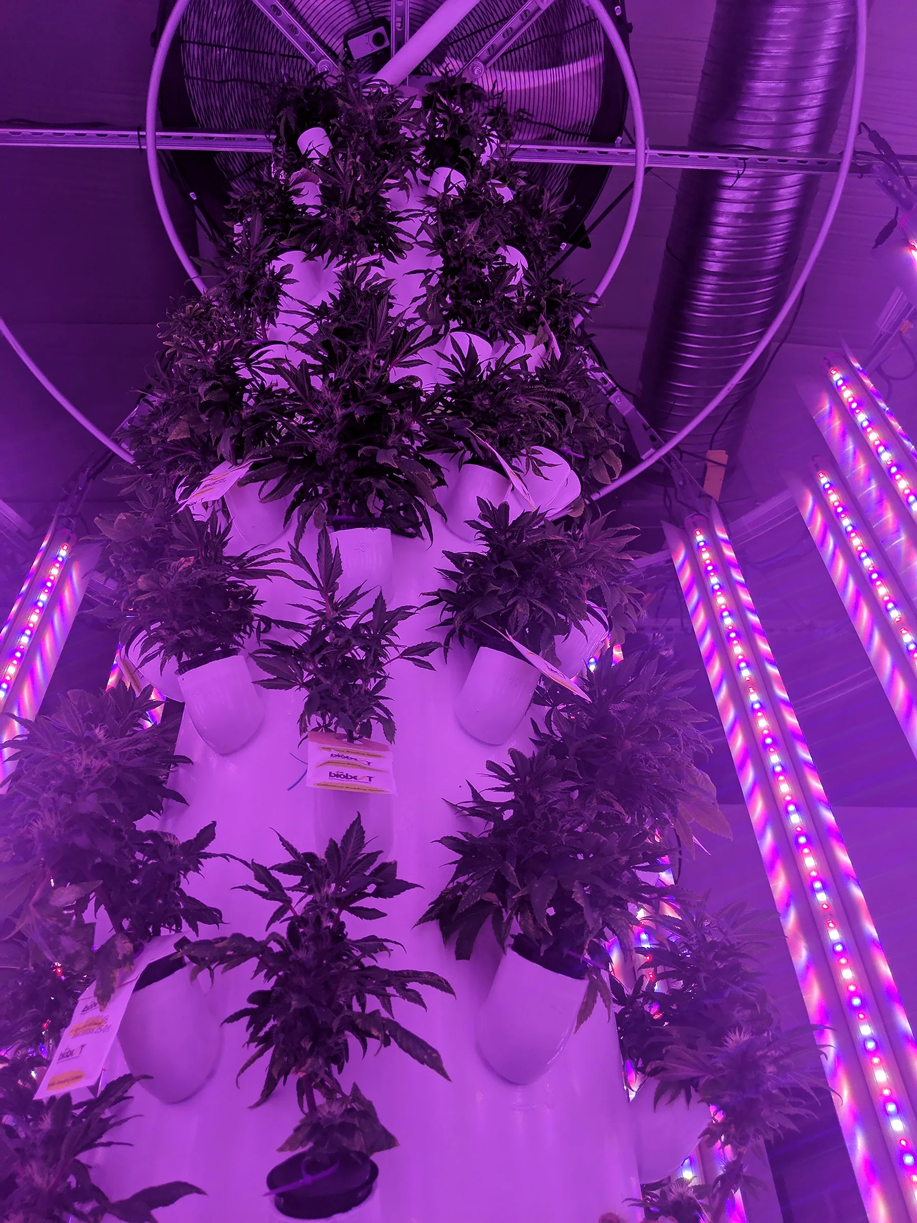 Violet Gro Hyperponic Tower.jpg
