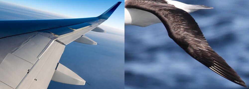 Plane vs Bird