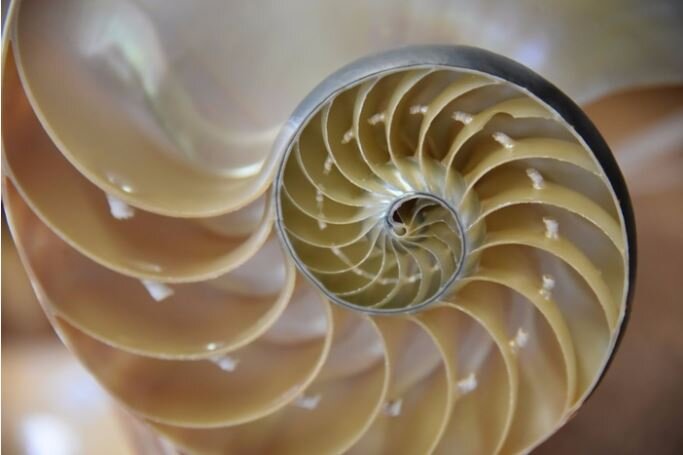 A Nautilus Shell