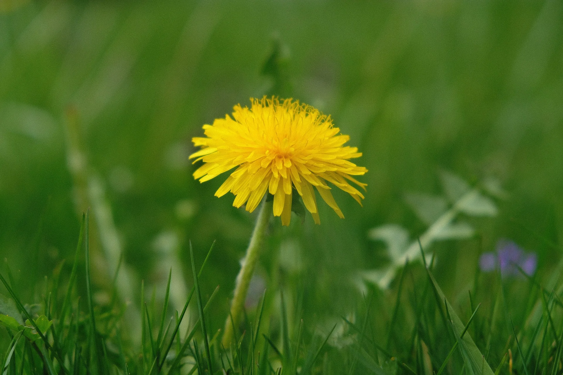 dandelion.jpg