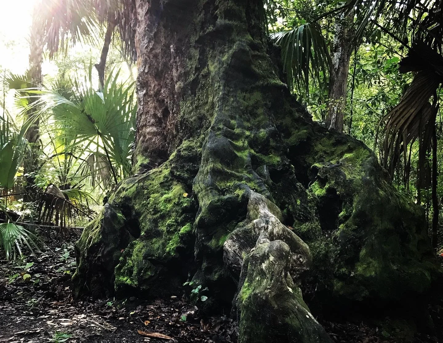 Tide for a Cause ESL Series: Fickett Hammock