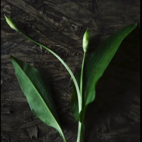 plant1.jpg
