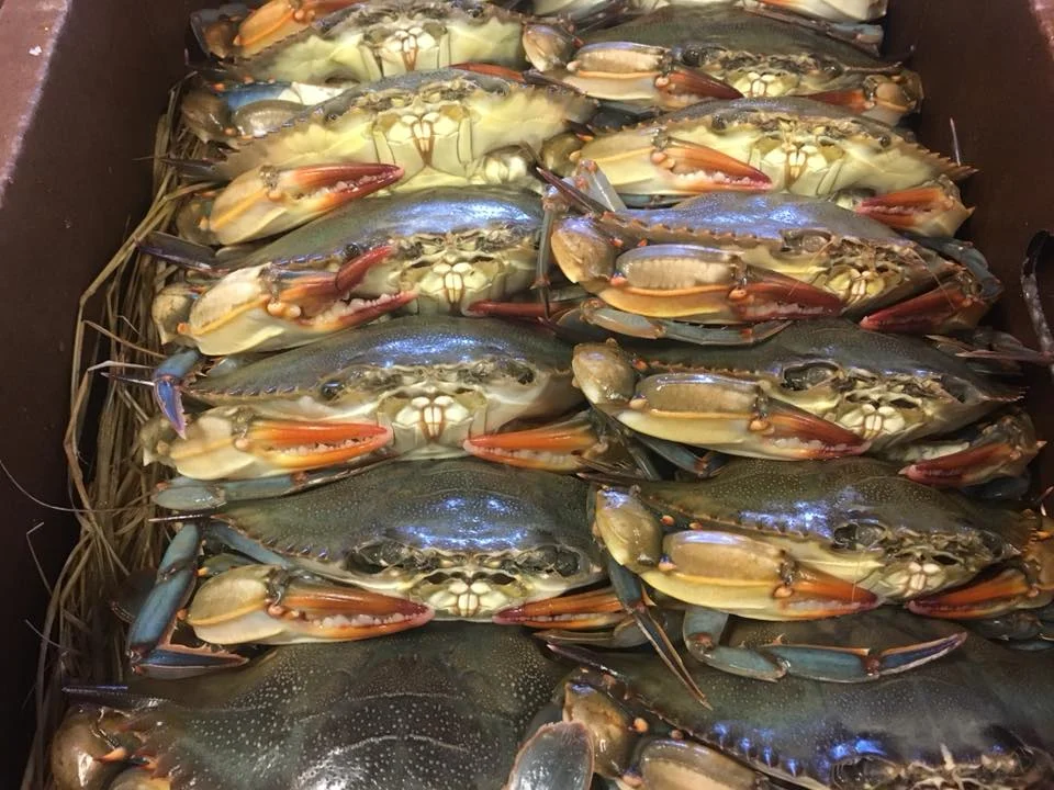 Dinner Specials for Wednesday