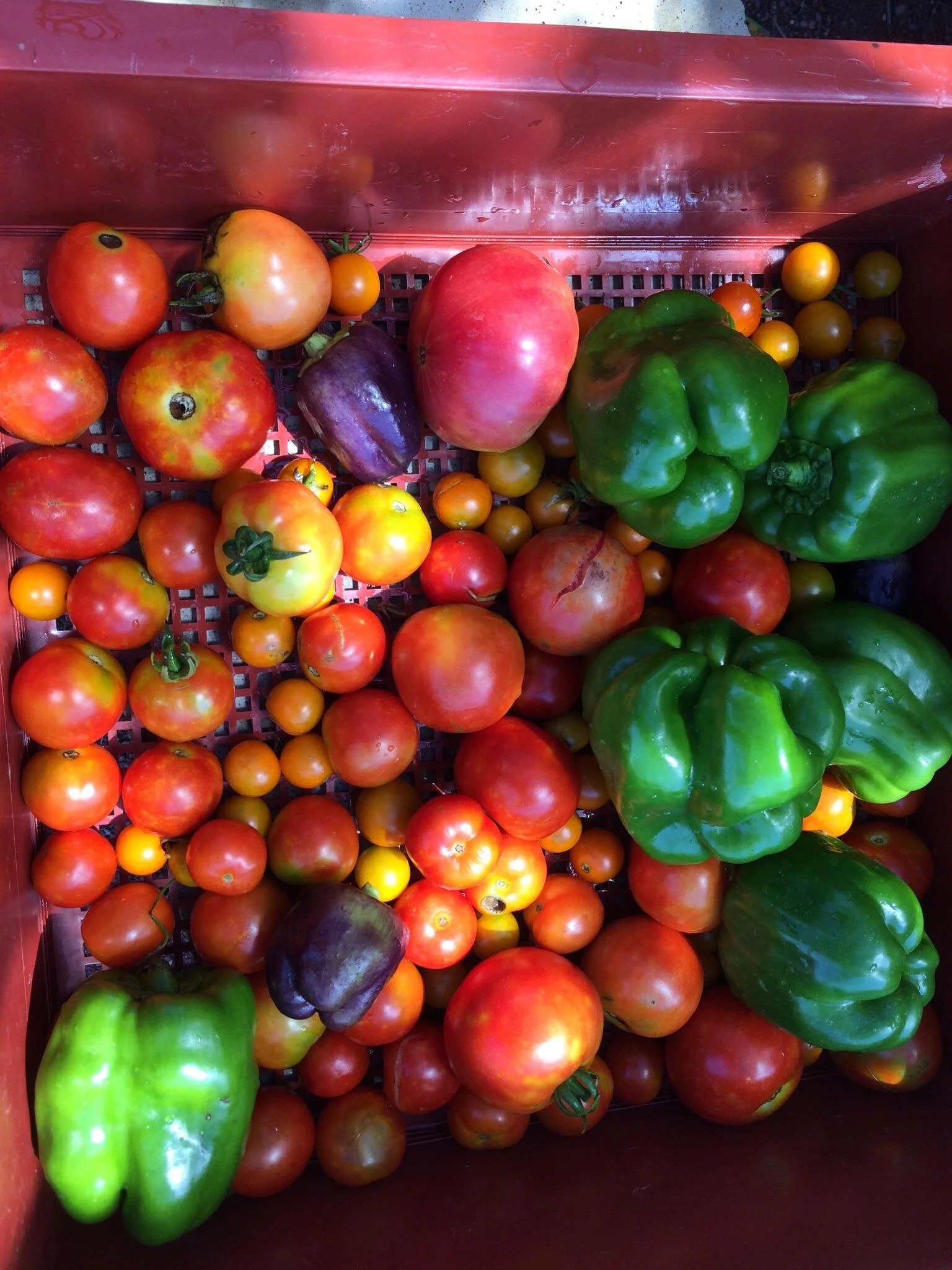 Dinner Specials for Thursday