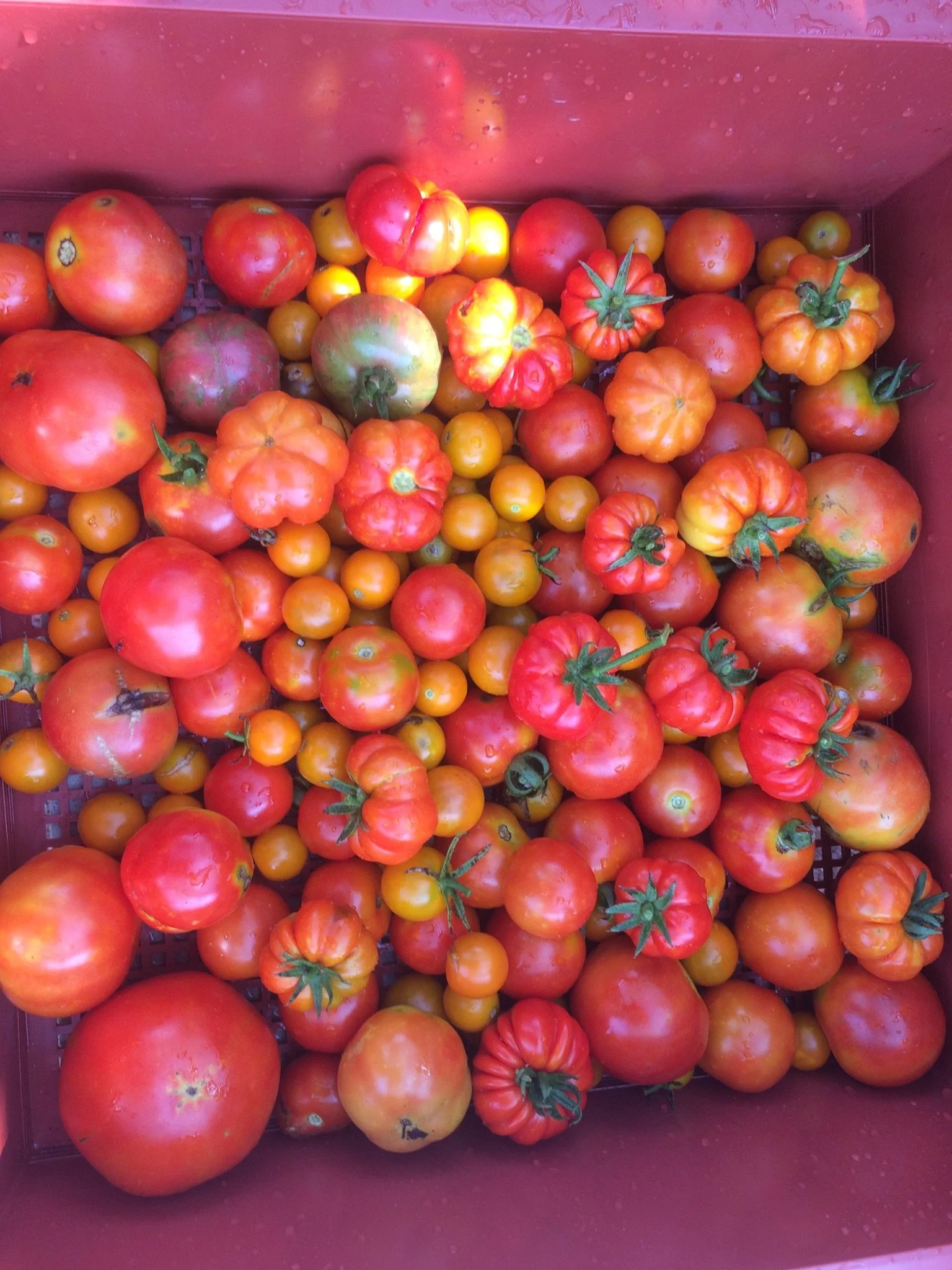 Dinner Specials for Friday