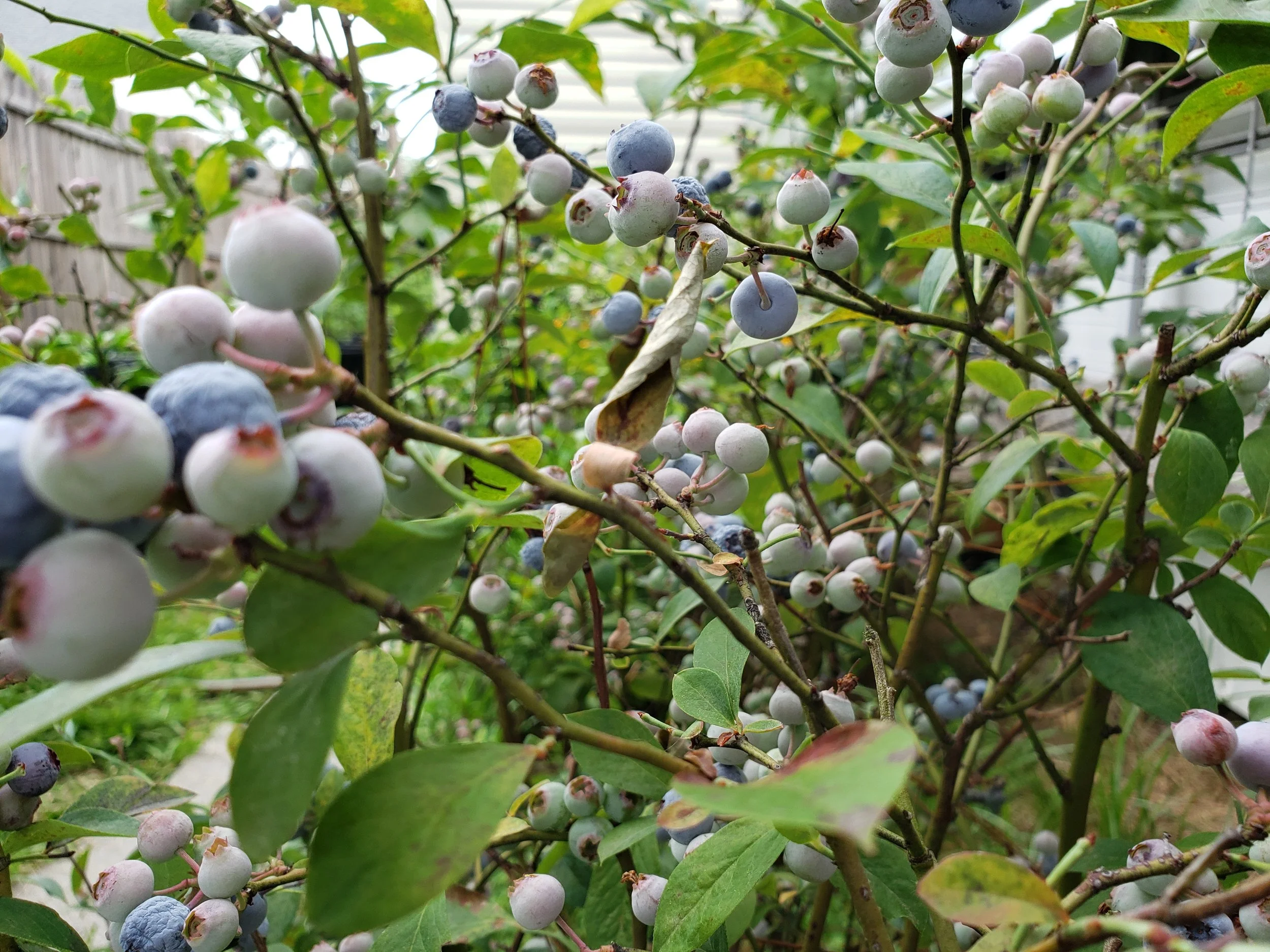 Brunch Specials for Sunday