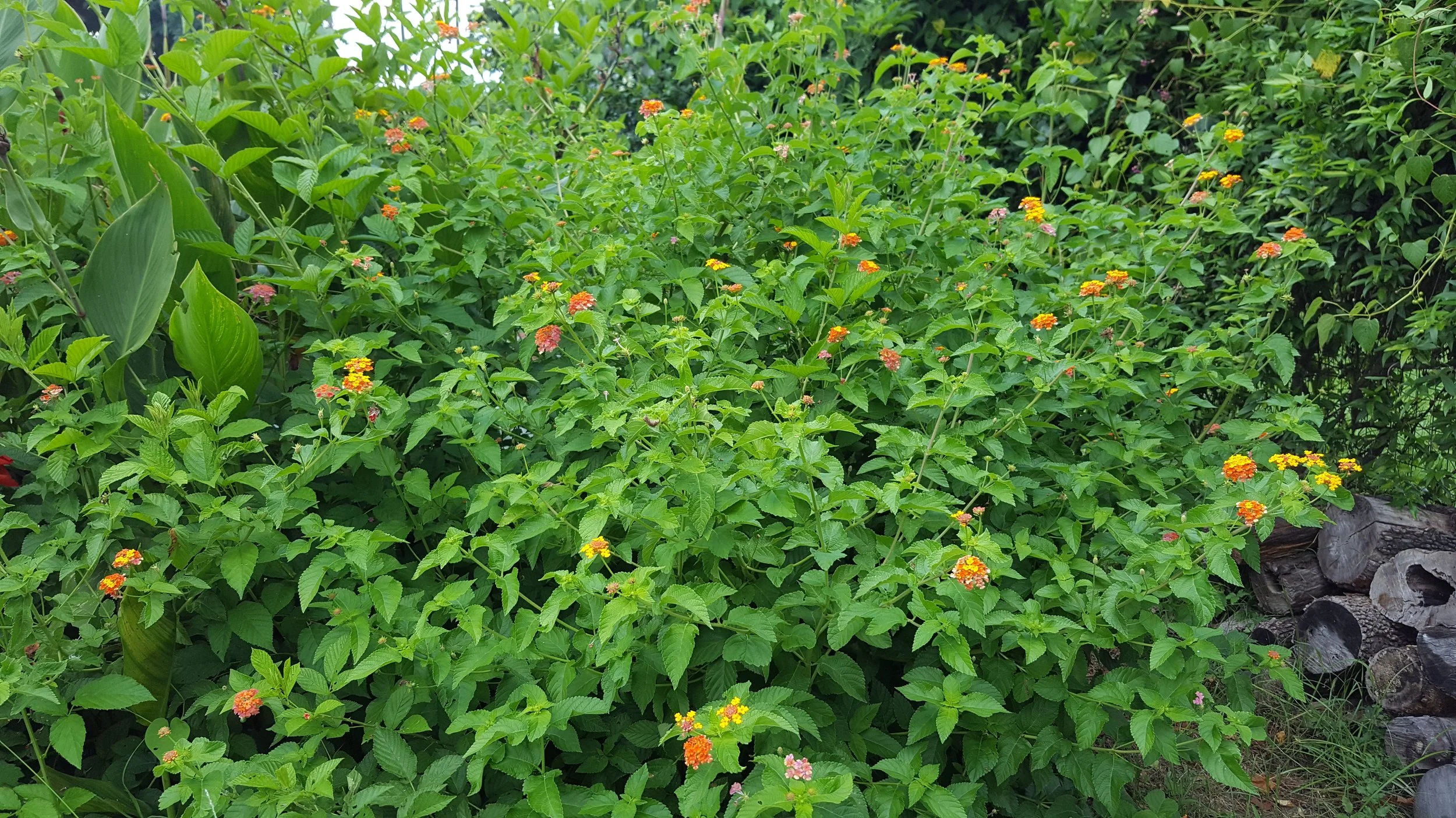 ch Specials for Friday