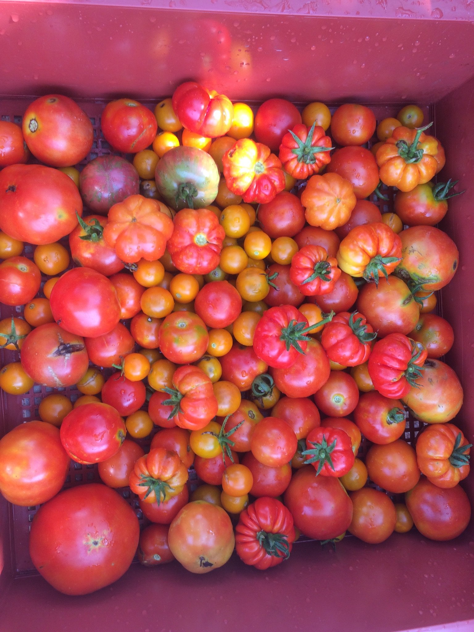 Dinner Specials for Sunday