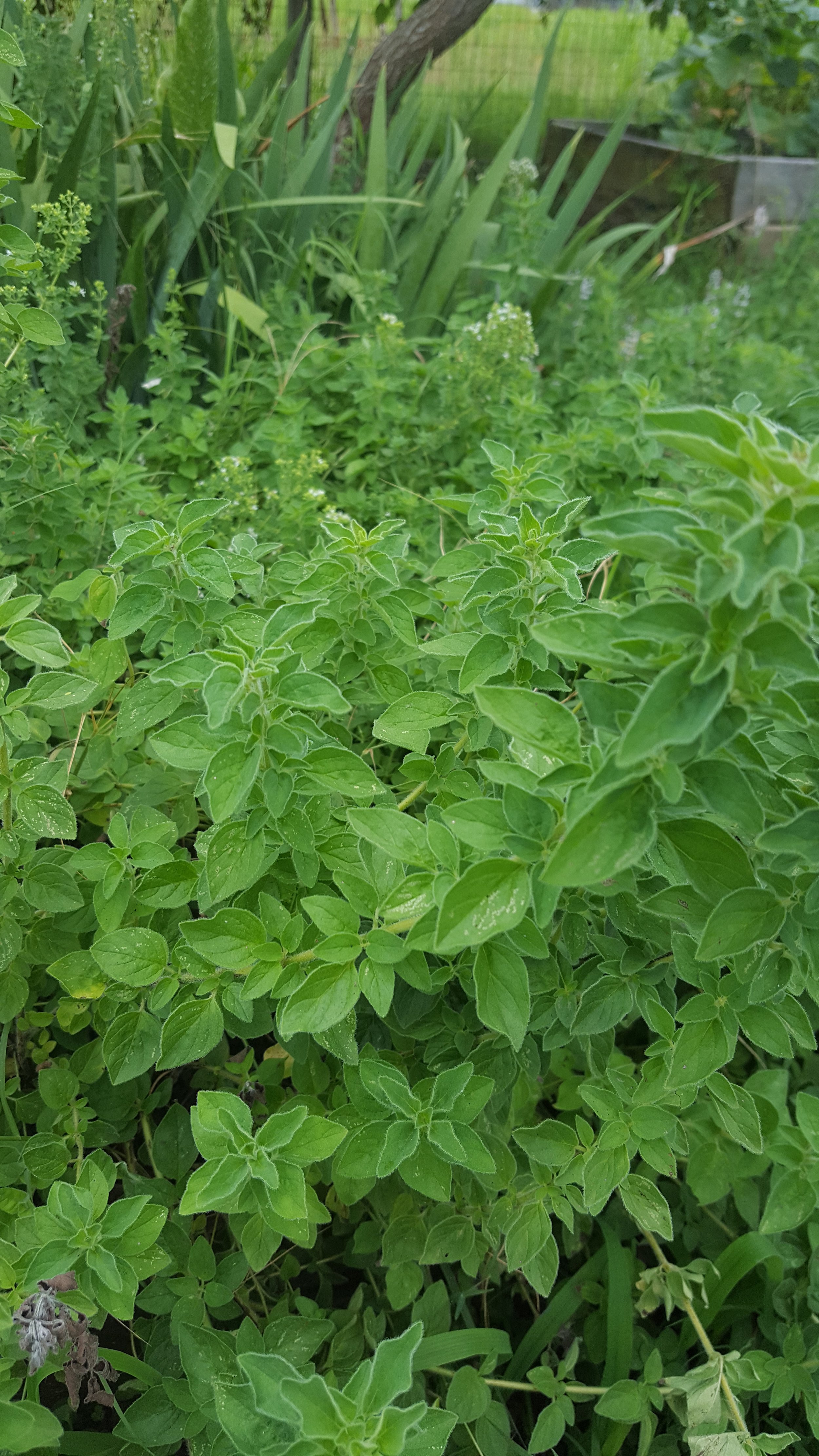 DINNER SPECIALS FOR SATURDAY