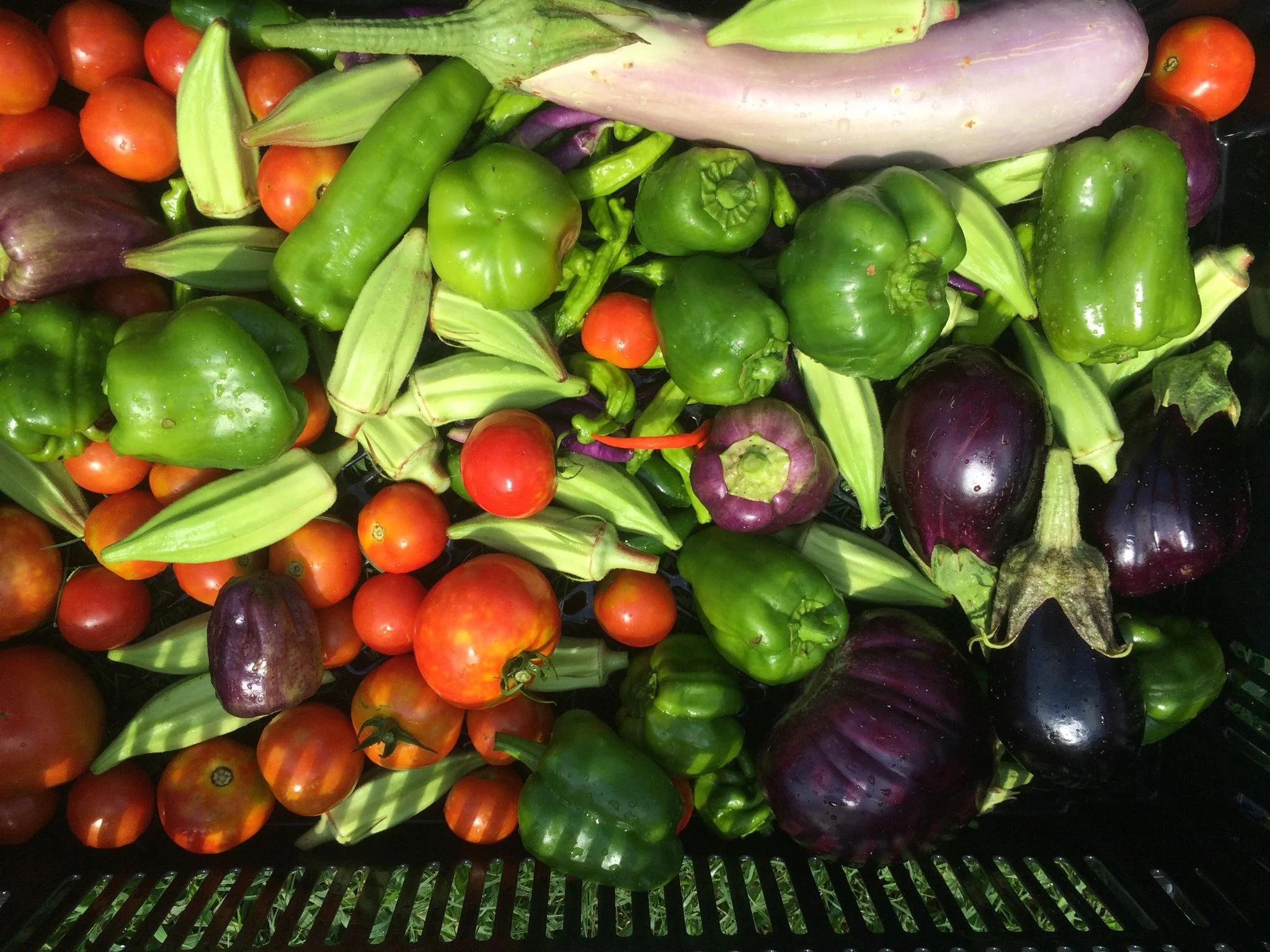 Dinner Specials for Sunday