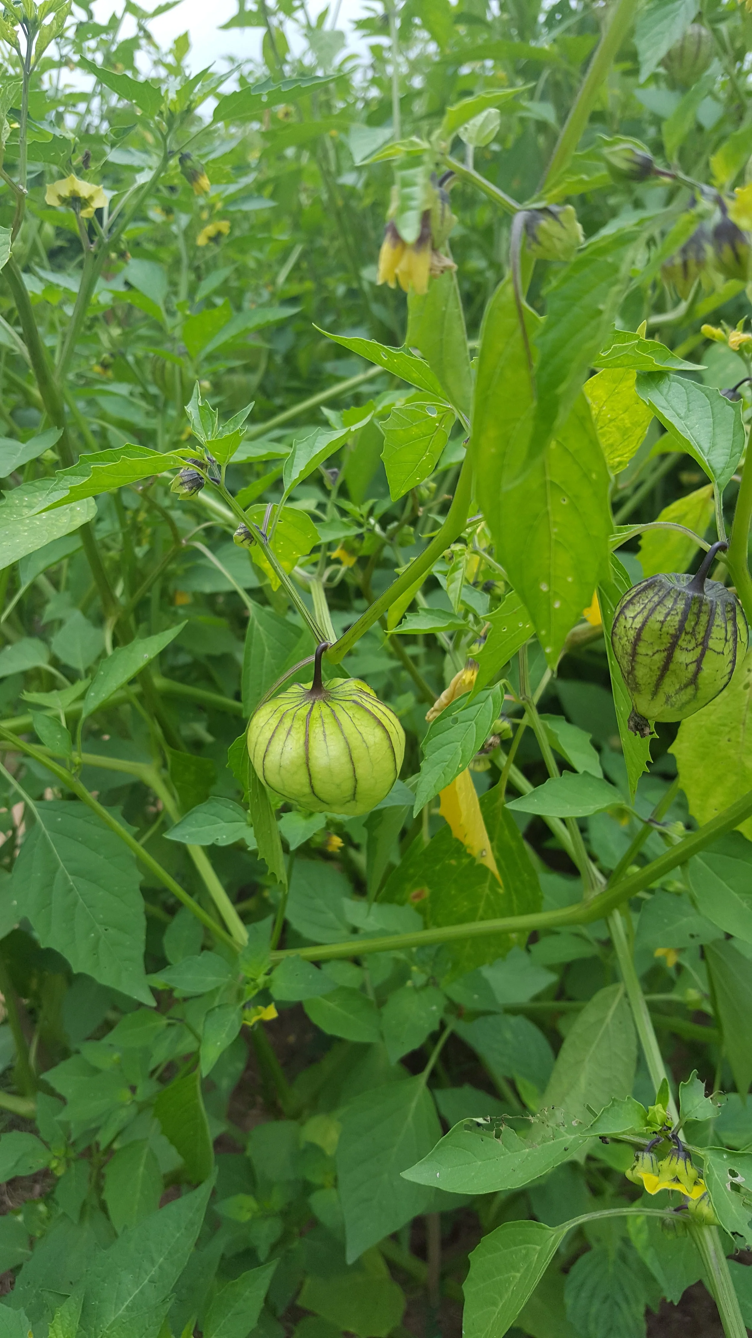 Dinner Specials for Monday