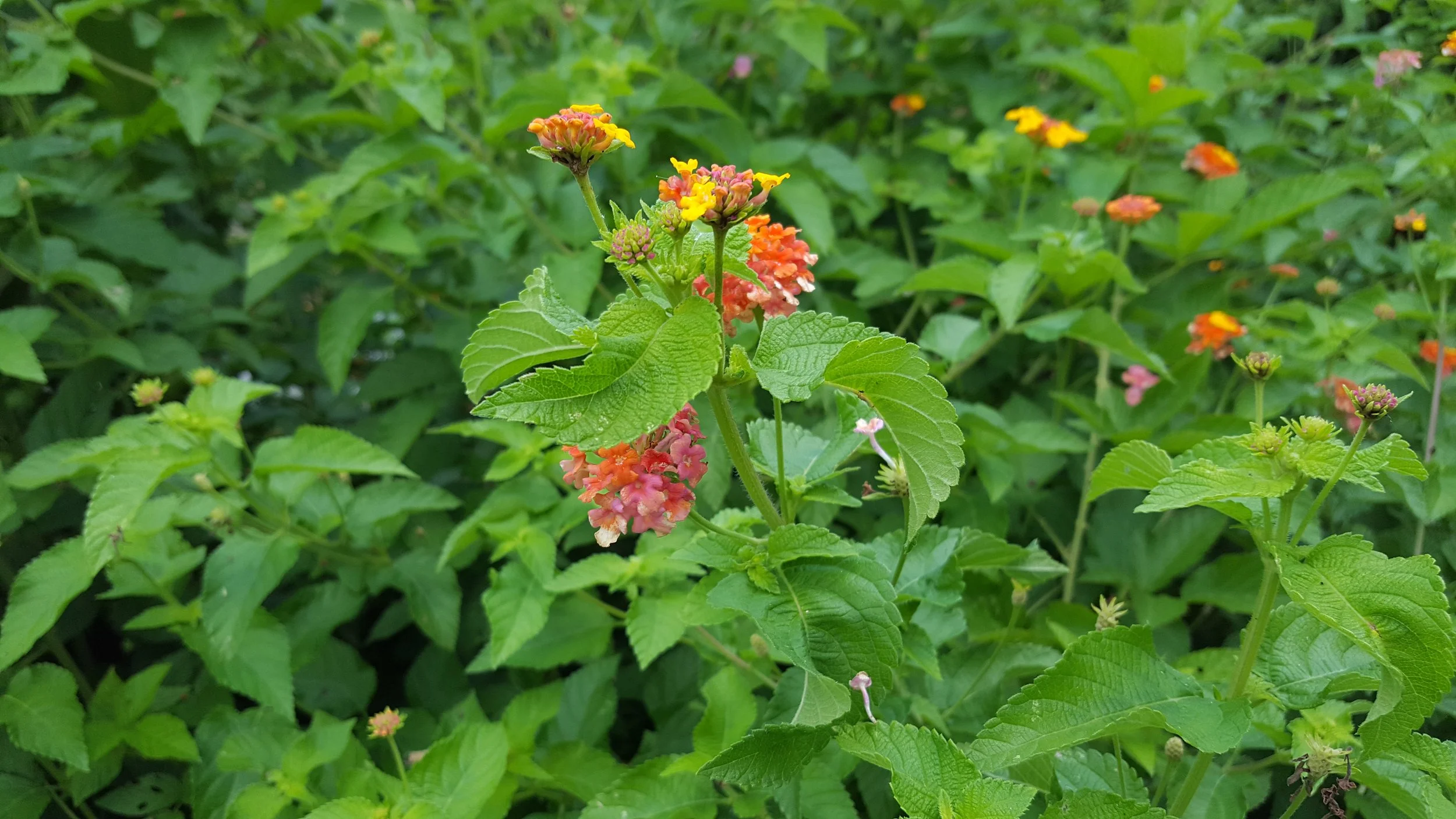 DINNER SPECIALS FOR FRIDAY