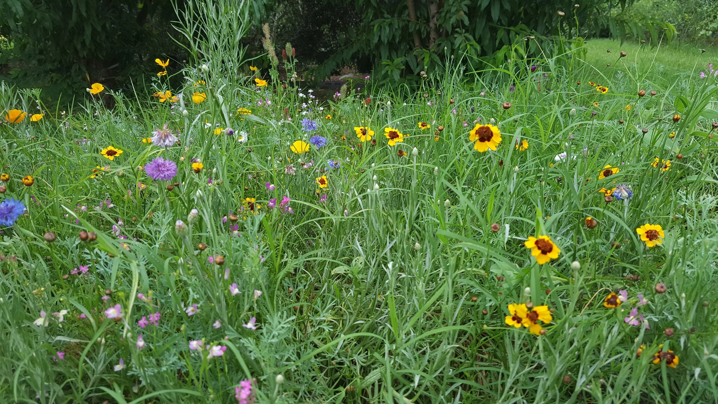 Lunch Specials for Friday
