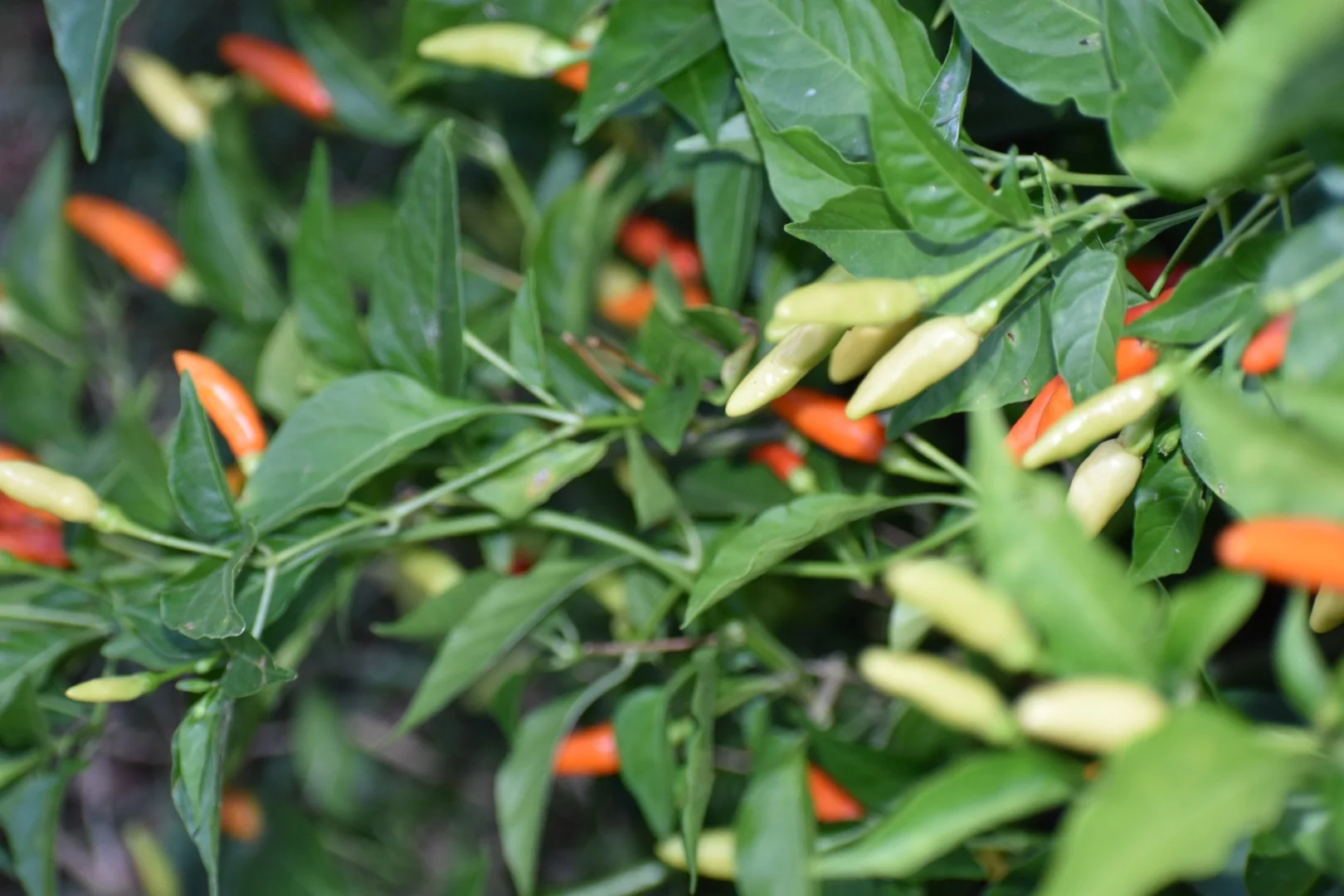 Lunch Specials for Saturday 