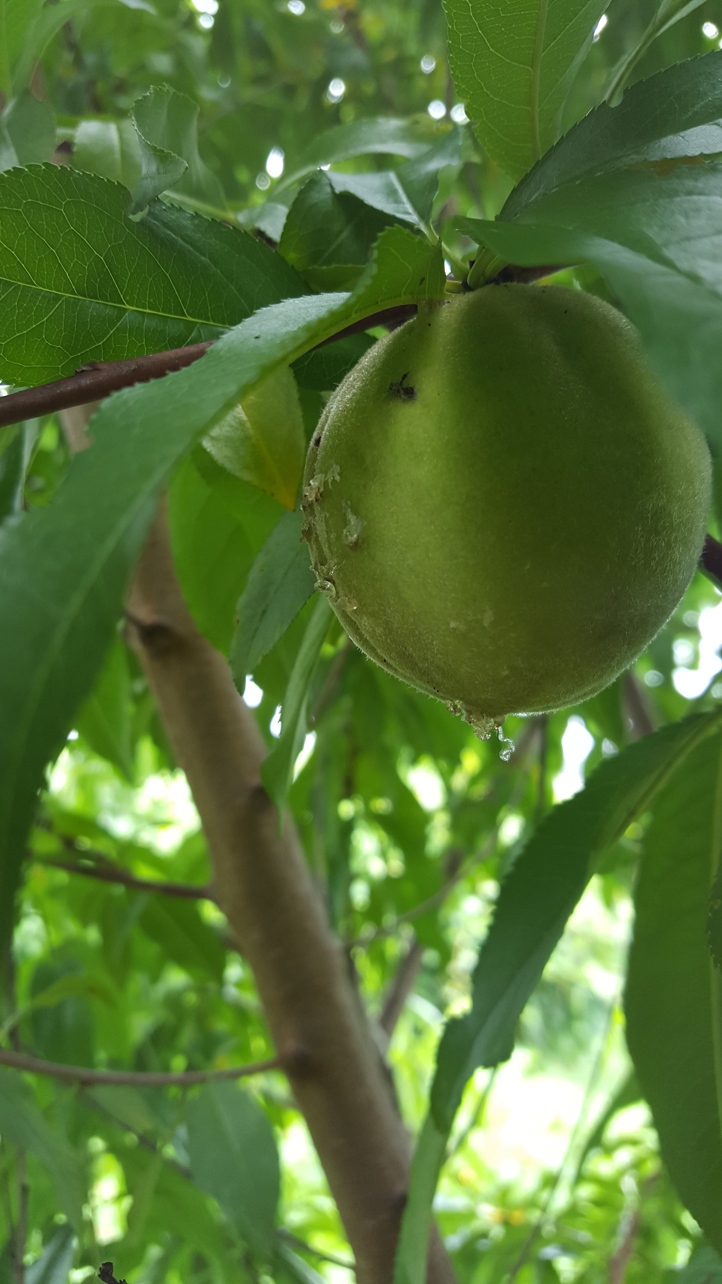 Dinner Specials for Sunday