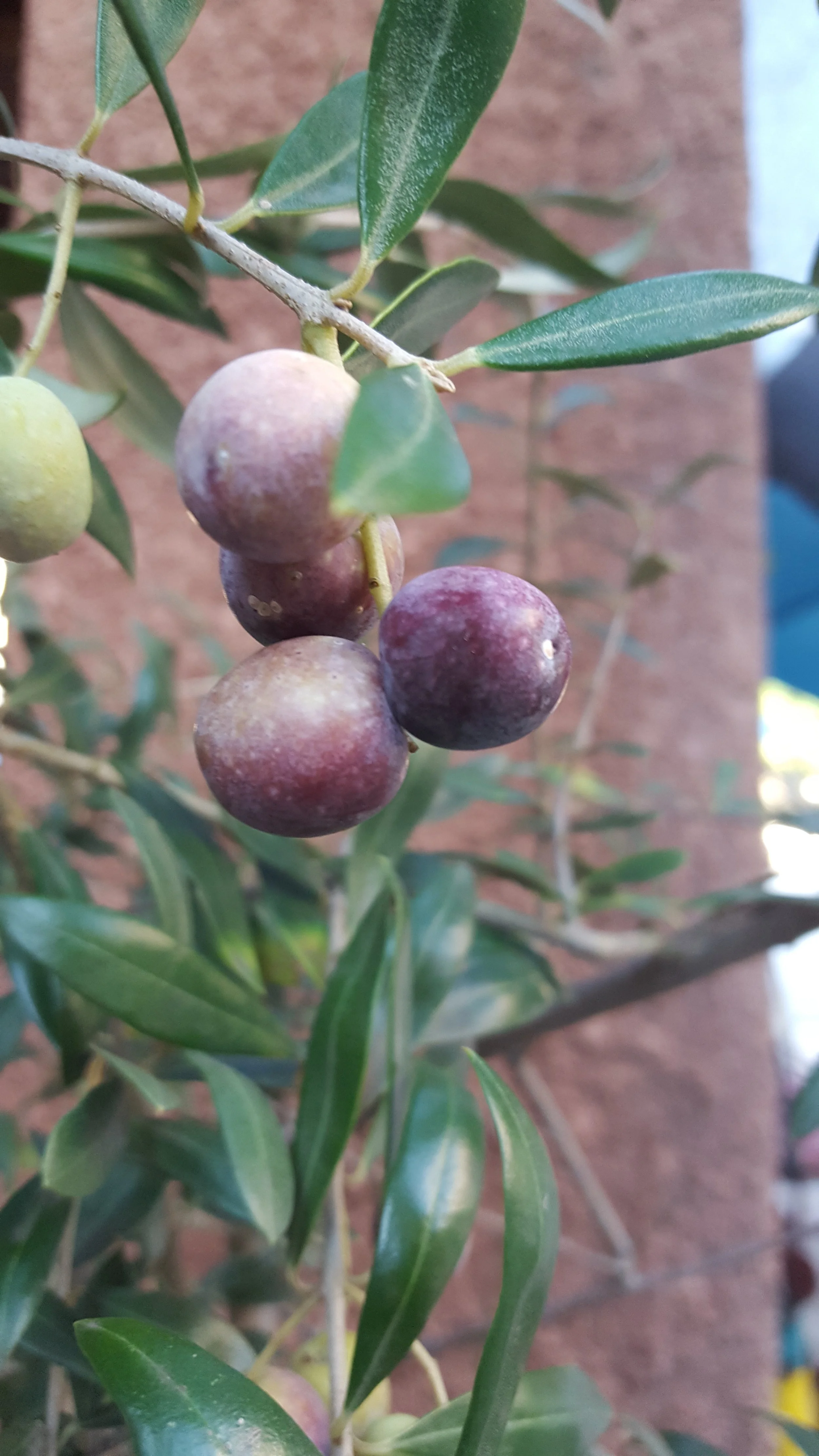 DINNER SPECIALS FOR TUESDAY