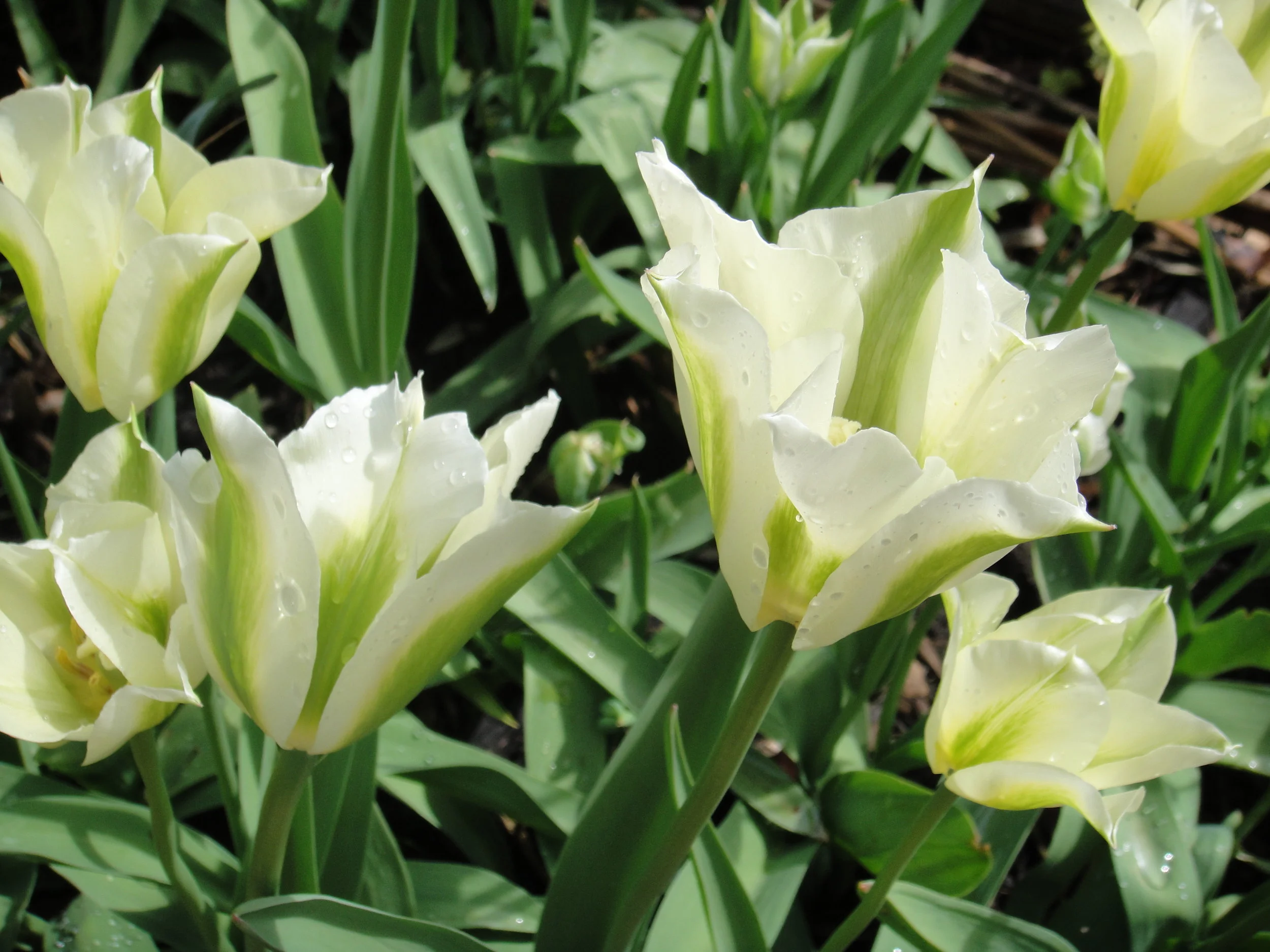 Willows, Wildlife and Wardrobes