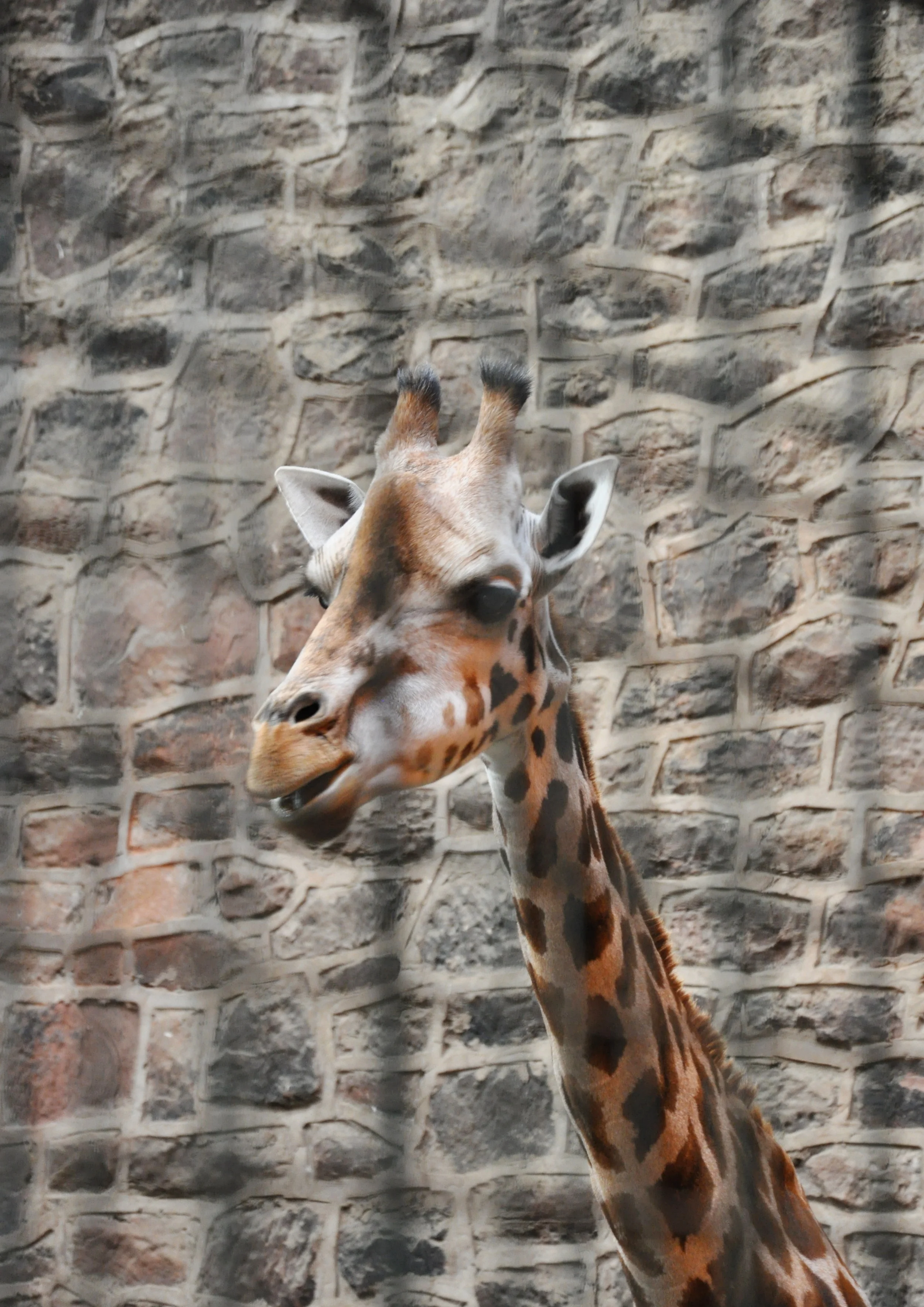 A Family Day Out At Chester Zoo