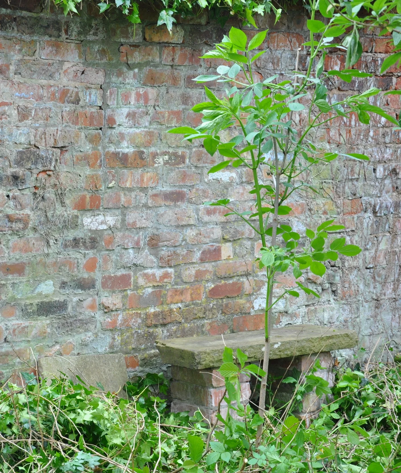 Uncovering a Secret Victorian Garden Wall