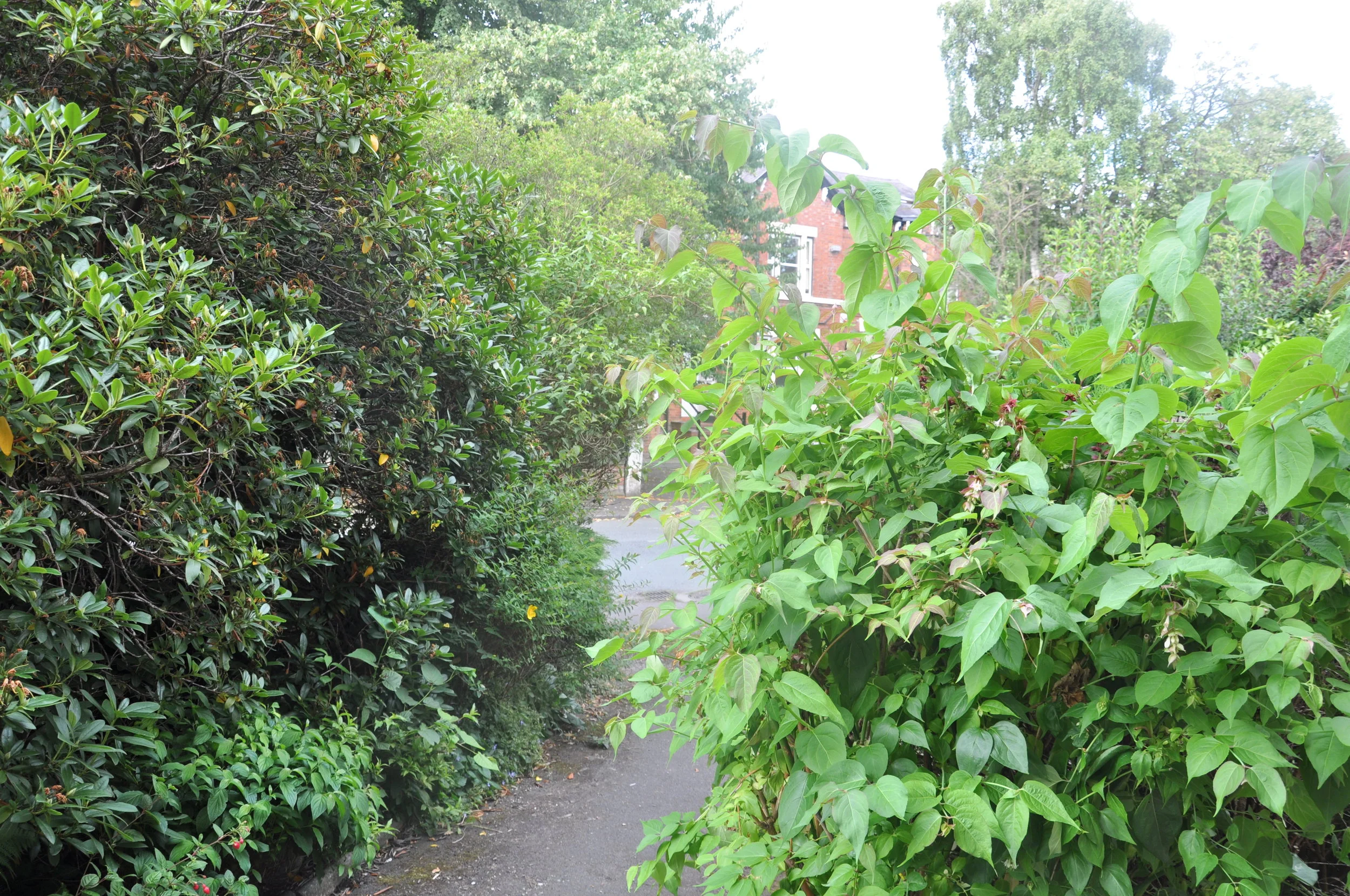 I've Got A Pair Of Loppers And I'm Not Afraid To Use Them