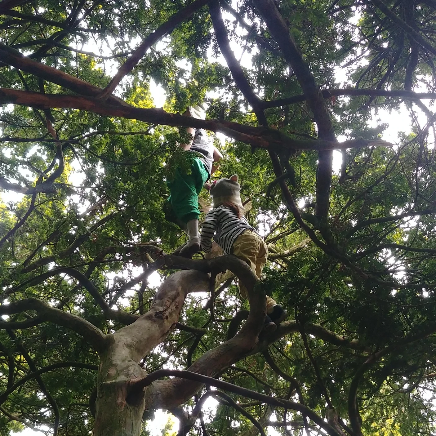 A couple of little tree-climbing monkeys. 