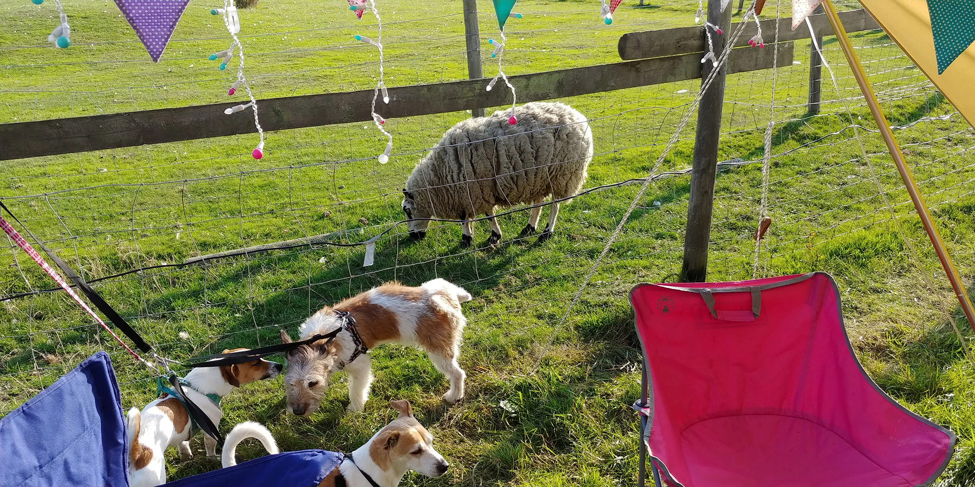 Just a sheep casually wandering along in front of the tent. We weren't sure what the dogs would make of the proximity to the animals, but Enrique contented himself with trying to wee on them.