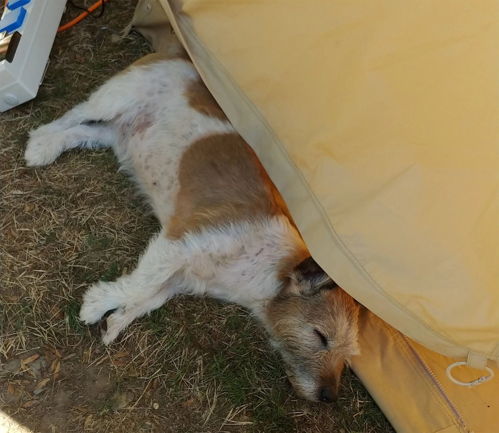All tuckered out after a long day chasing the surf.