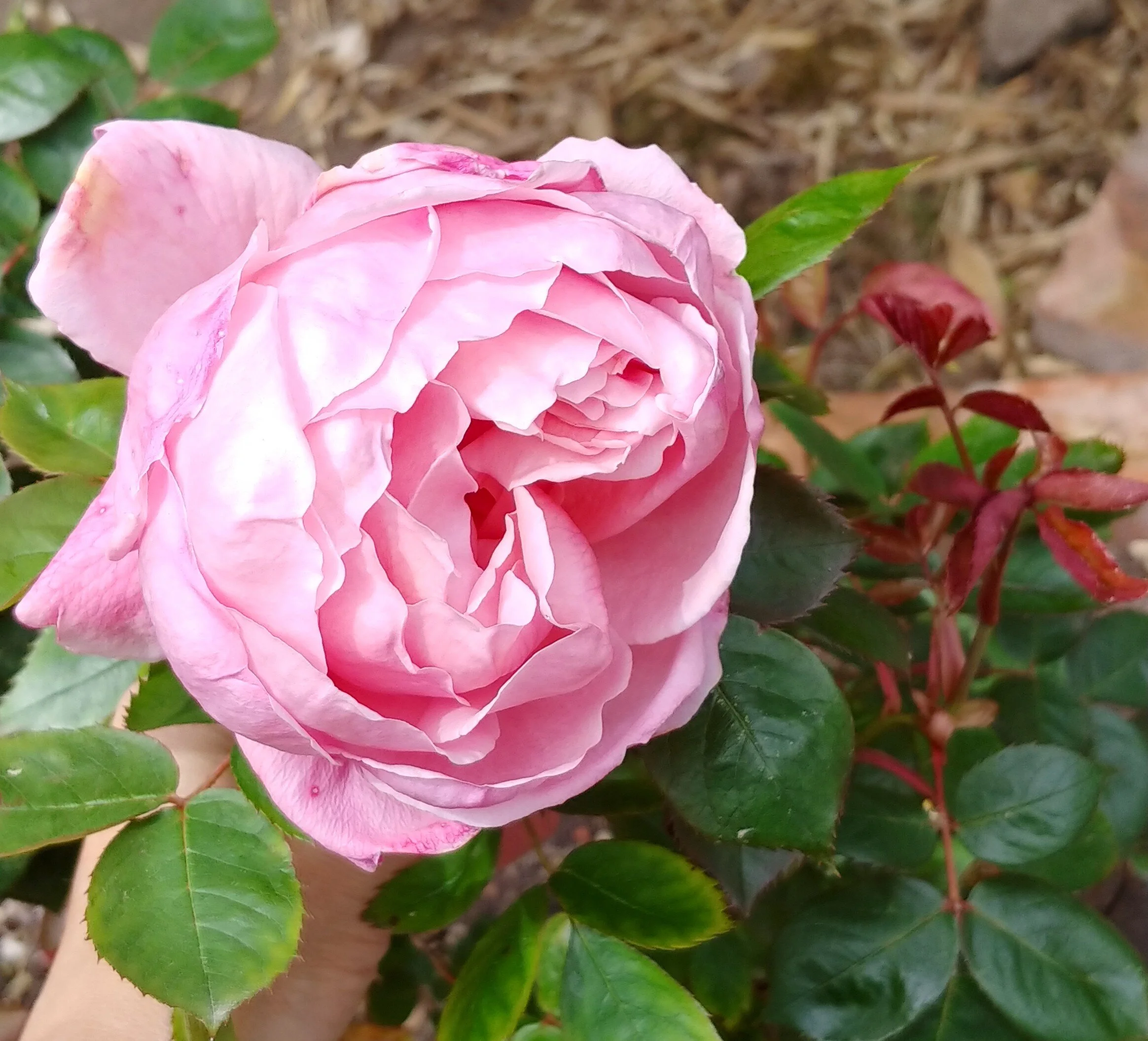 A lovely David Austin rose.