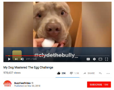 https://youtu.be/ztBF1urtgS0 Buzzfeed Animals
