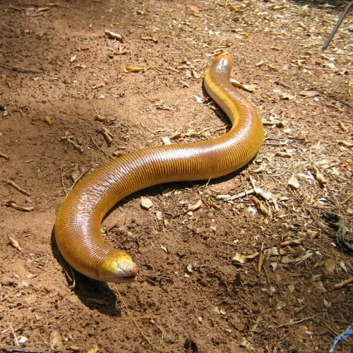 Episode 38 – "Weapon of Choice by Fatboy Slim" by Christopher Walken